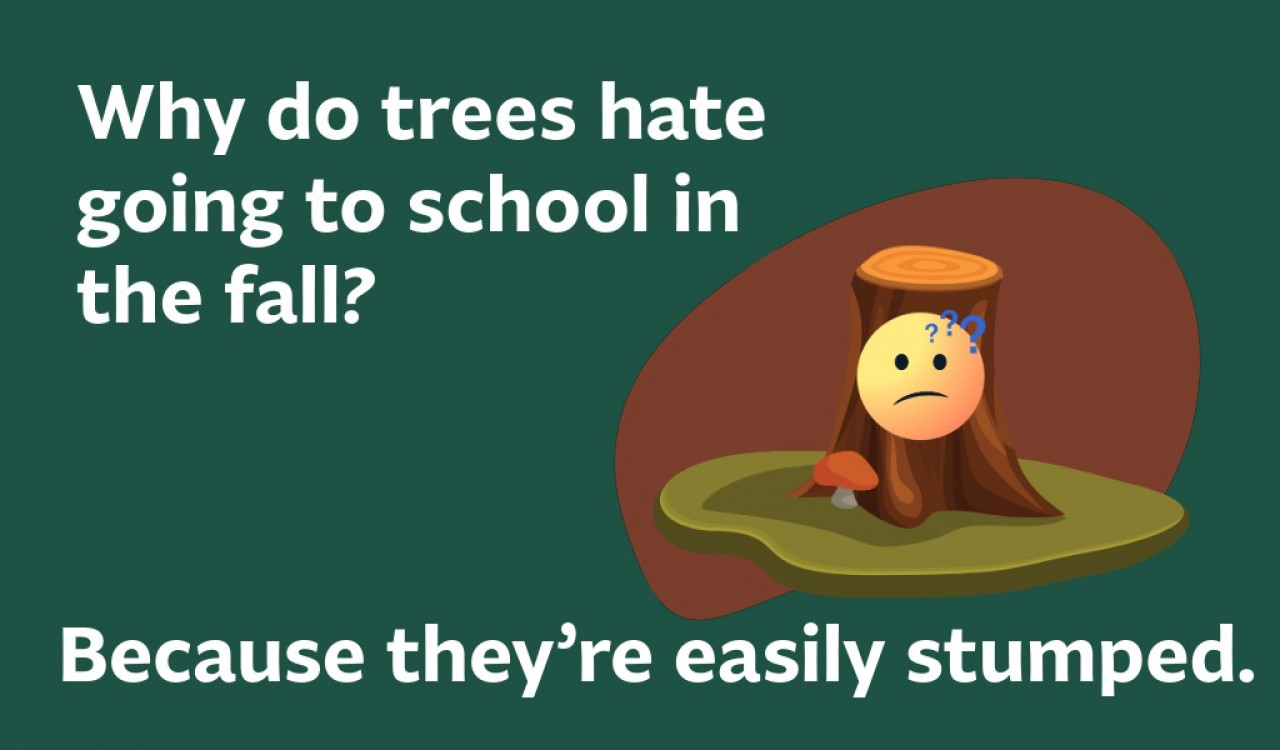 Why do trees hate going to school in the fall? They're easily stumped. 
