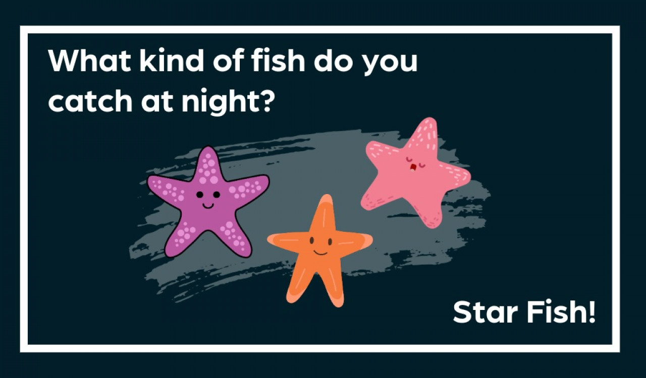 What kind of fish do you catch at night? A star fish! 