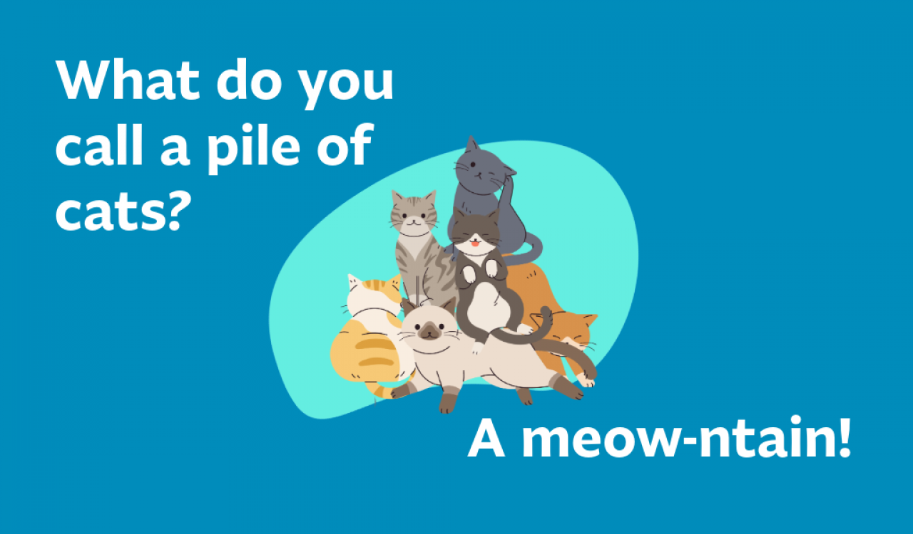 What do you call a pile of cats? A Meowntain! 