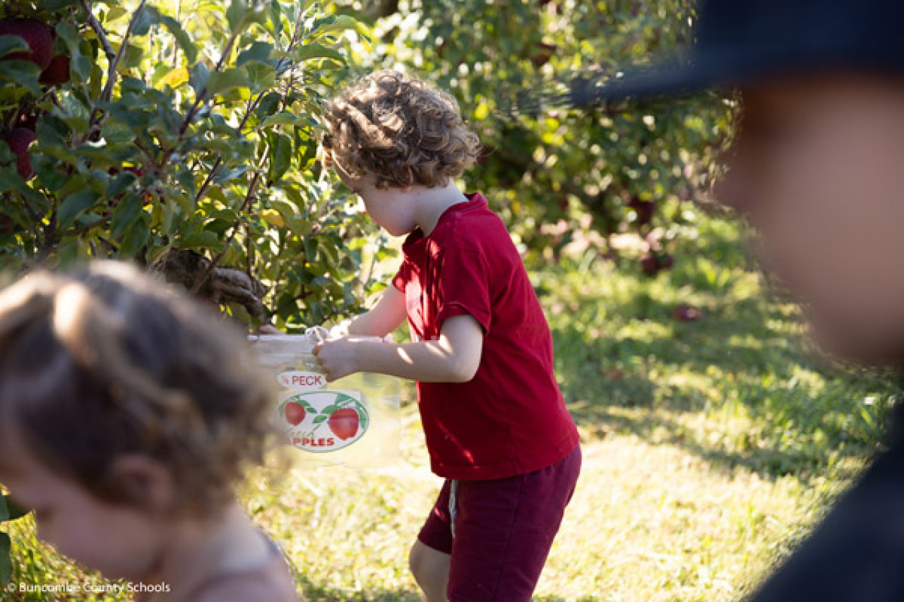 A boy picks apples at the orchard.