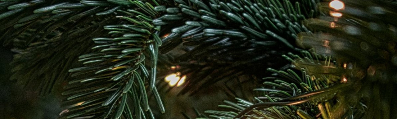 tree bg 1