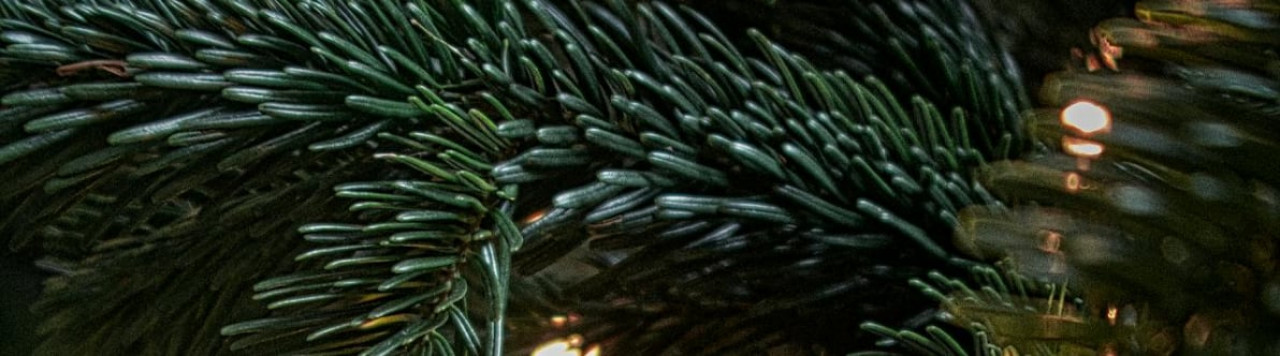 tree bg 2