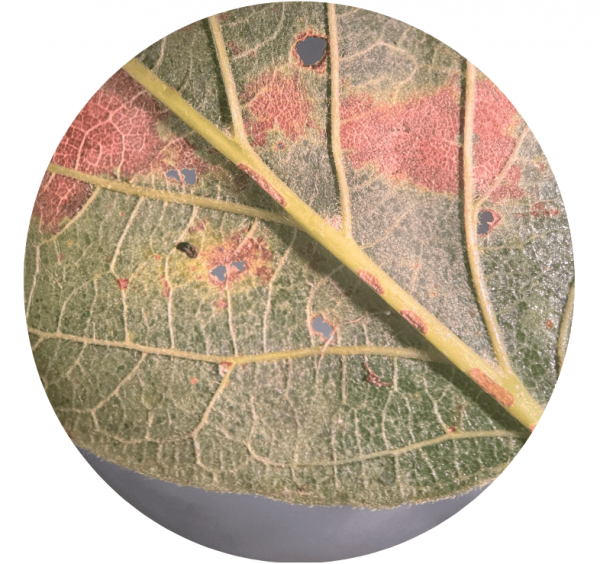 Boxelder domatia under a microscope