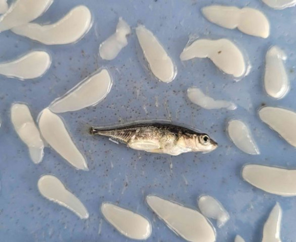 A fish is surrounded by parasites