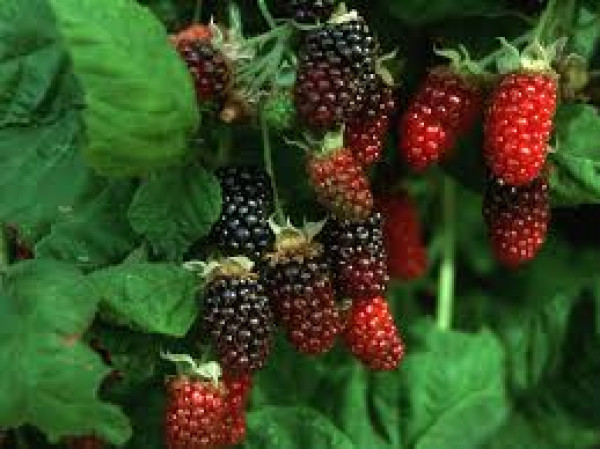 Marionberries growing on a bush in various stages of ripeness.
