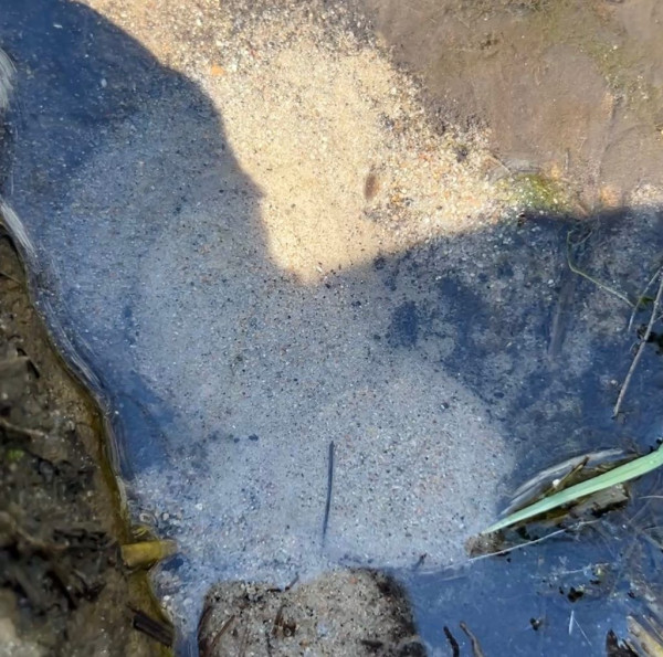 4-cm-wide sand boils in Spring Creek, 44°27’39.7″N 93°08’49.5″W (WGS 84) Photo Credit: Nico Bolling ‘27