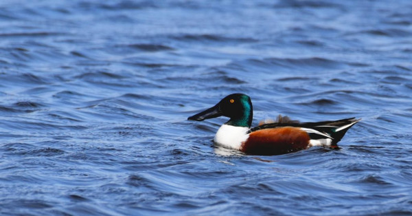 Northern Shoveler on a blue lake