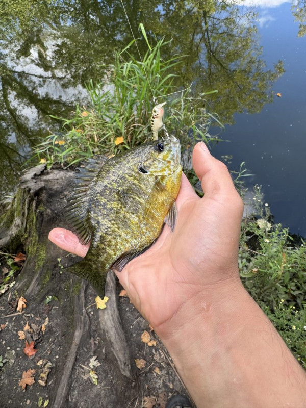 Someone's hand is holding a Pumpkinseed Bluegill Hybrid fish