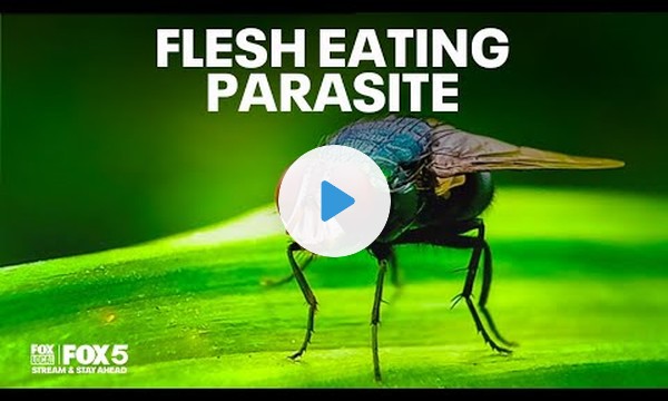 FLESH EATING PARASITE IN MARYLAND: First US case of New World Screwworm