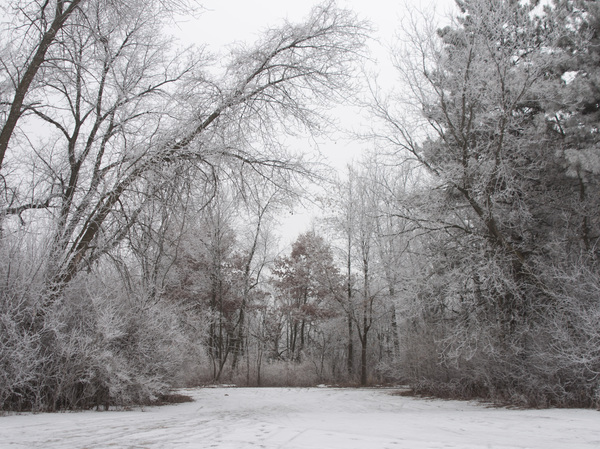 Ground covered in white snow surrounded by tall trees covered in frost