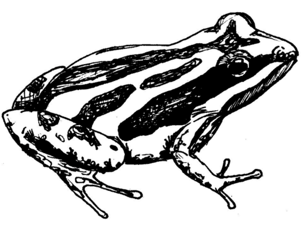 frog-arb-note