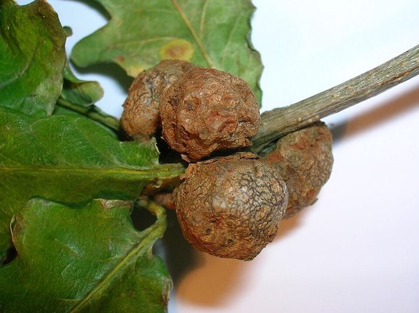 Gall on Cola-nut by Roger Griffith, 2008, public domain