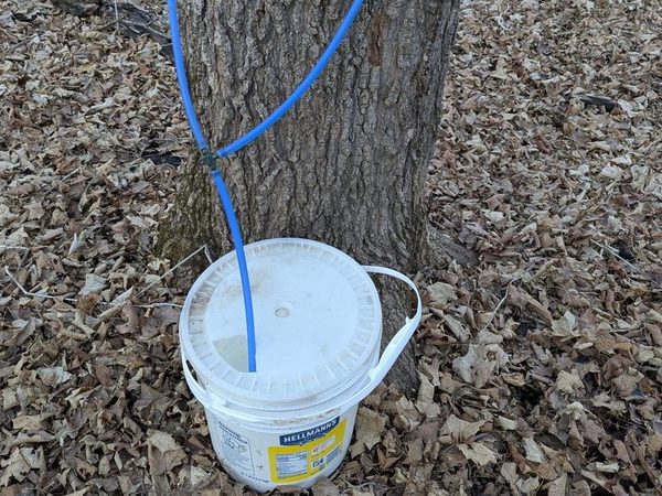 A tree with a Y shaped blue cord coming out of it leading into a white bucket
