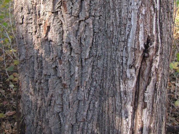 Black walnut trunk