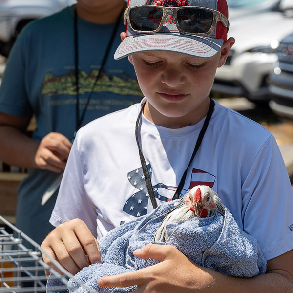 A student holds a chicken wrapped in a towel.