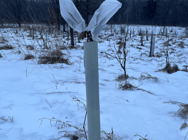 Oak sapling Arb-Talk-pic