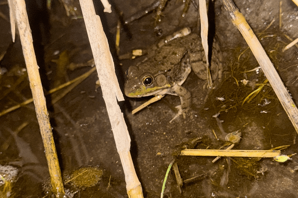 A green frog on the bank of Spring Creek. Photograph by Gabriel Fisher-Navarro ’28