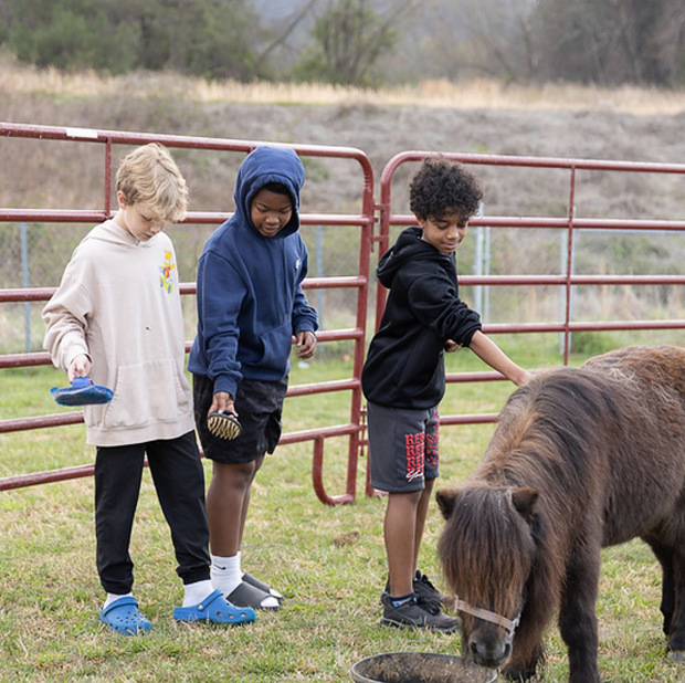 Three students interact with a small horse in a pen.