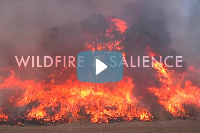 Video: Wildfire & Salience